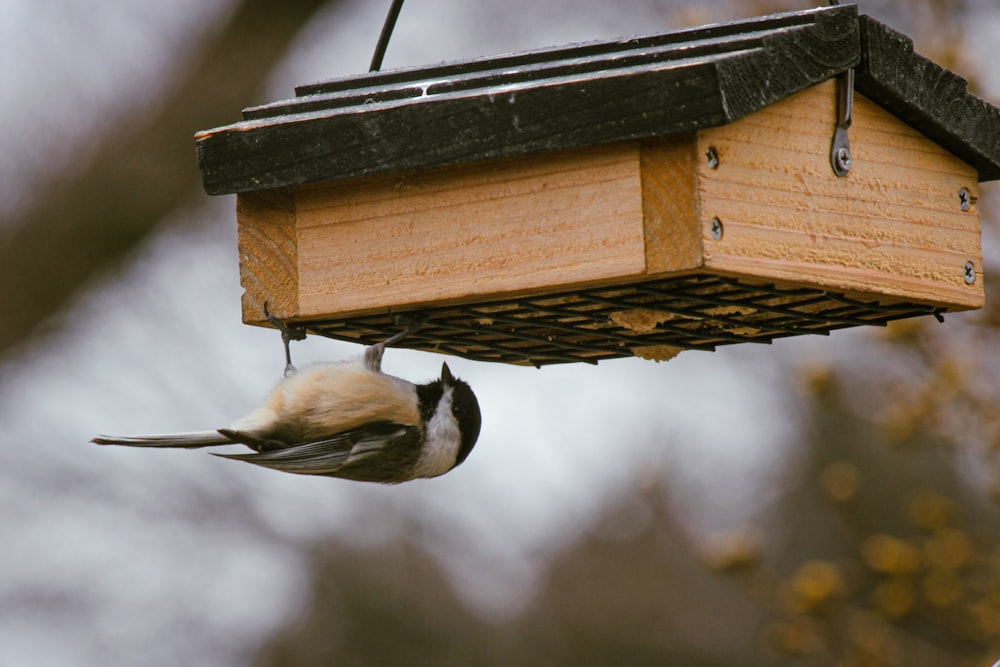 a bird is hanging from a bird feeder