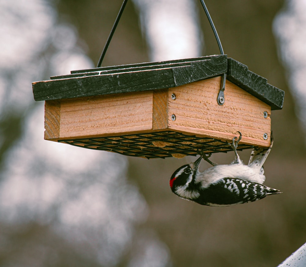 a bird is hanging from a bird feeder
