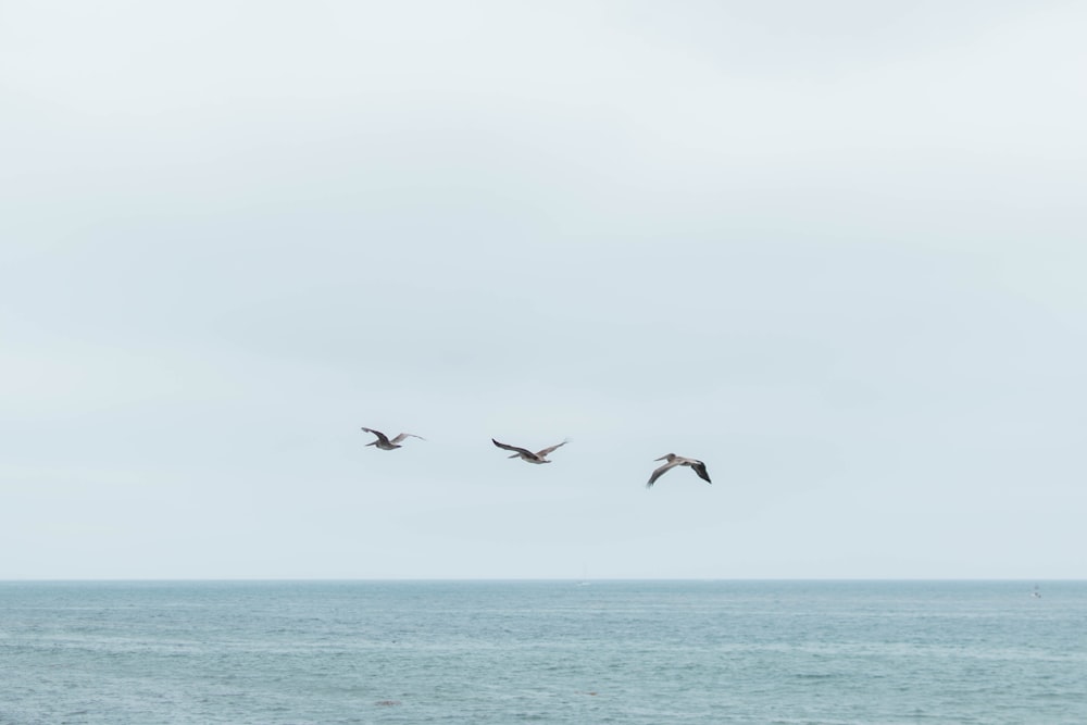 a couple of birds flying over the ocean