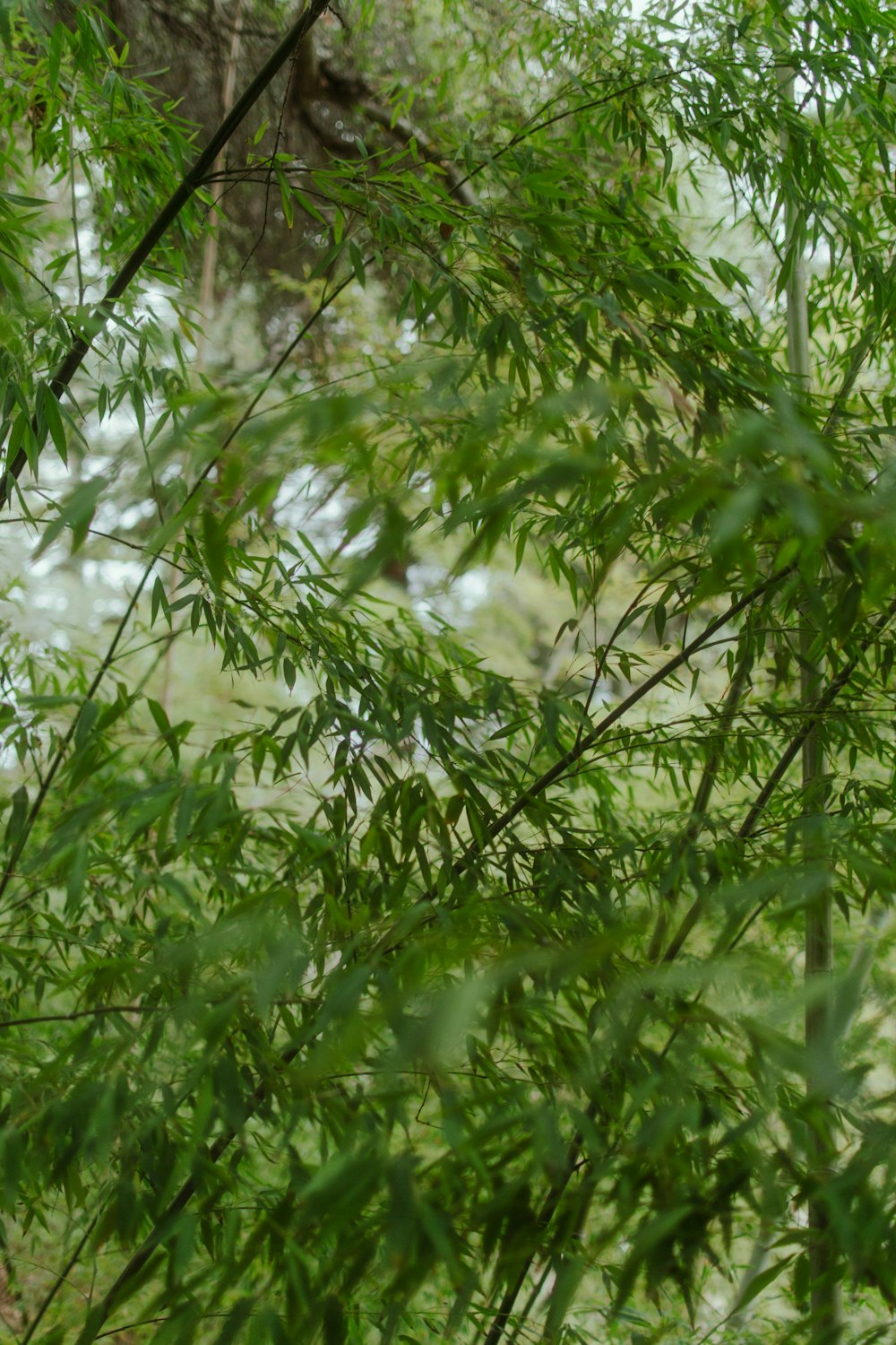 a giraffe standing in the middle of a lush green forest