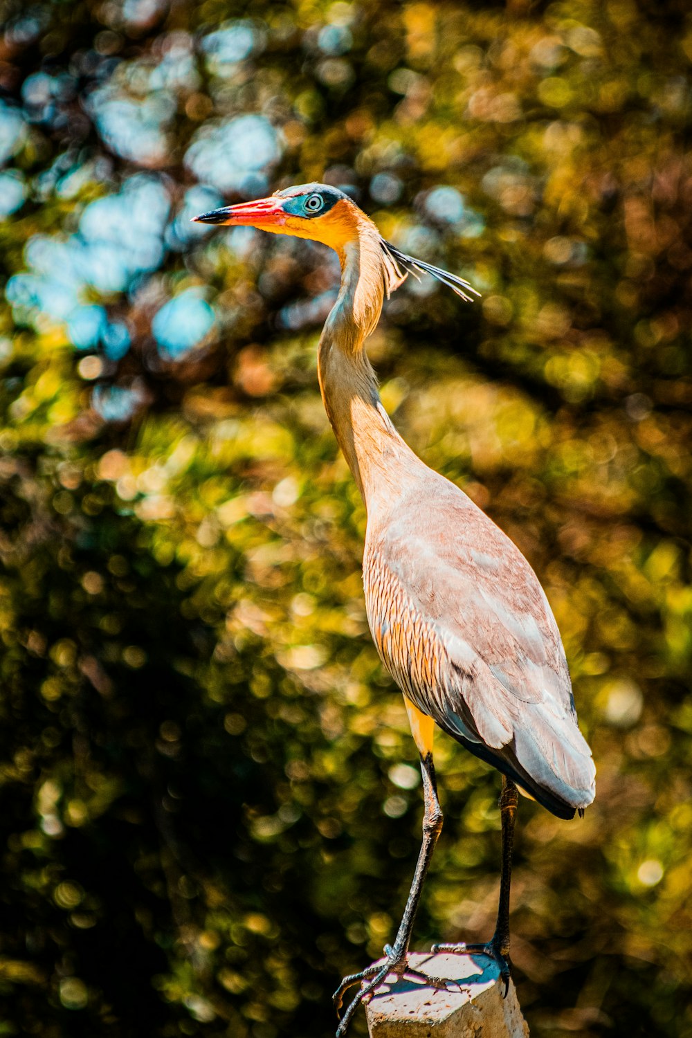 a bird standing on top of a wooden post