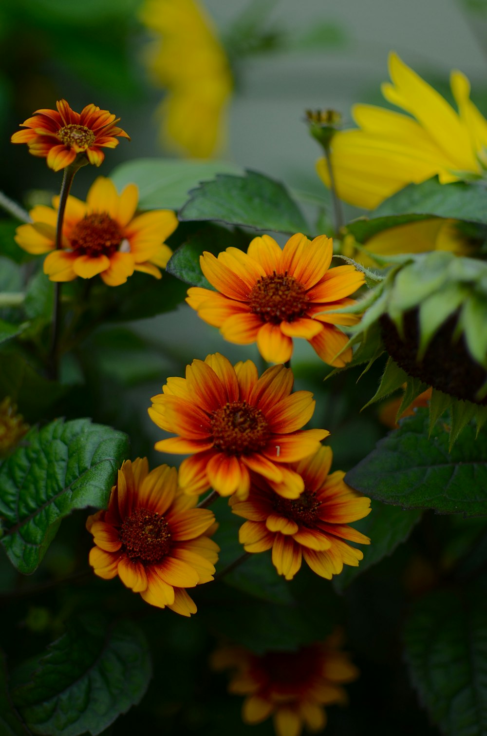 a group of yellow and red flowers with green leaves