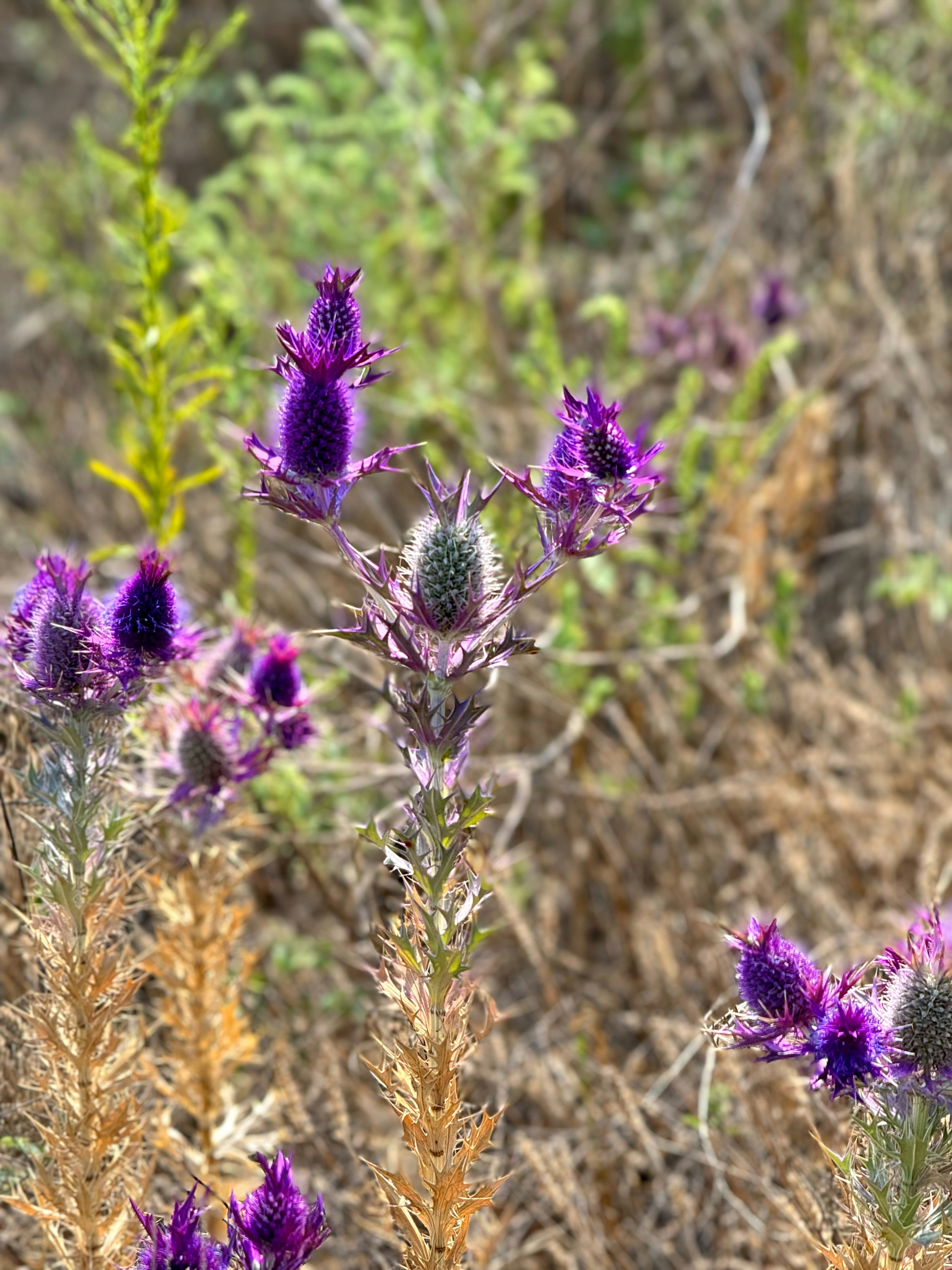 Photo by laelsotomayor