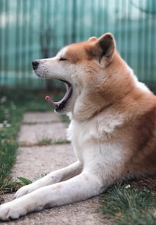a brown and white dog yawns while laying on the ground