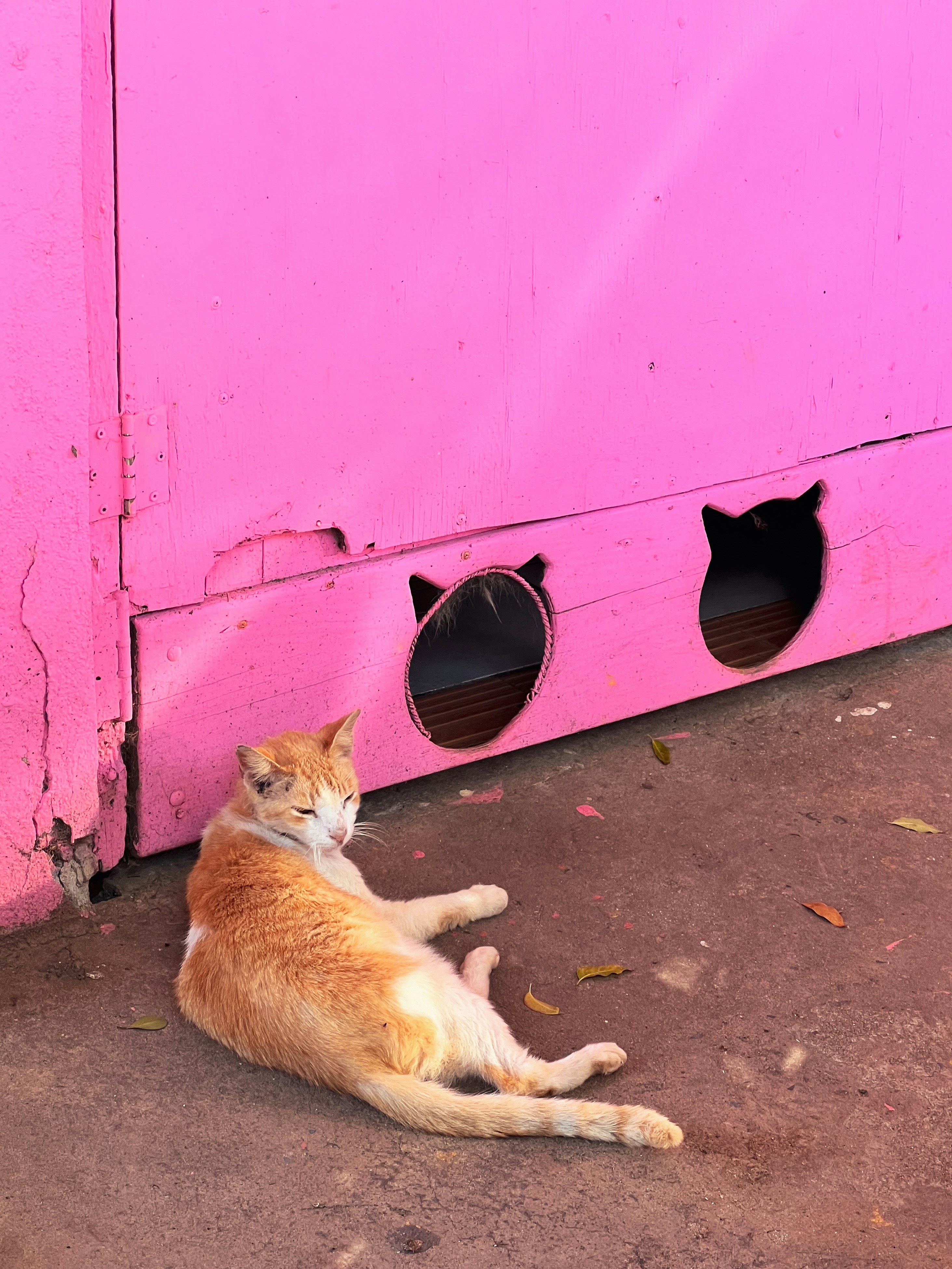A cat laying on the ground next to a pink door photo – Free Cat Image ...