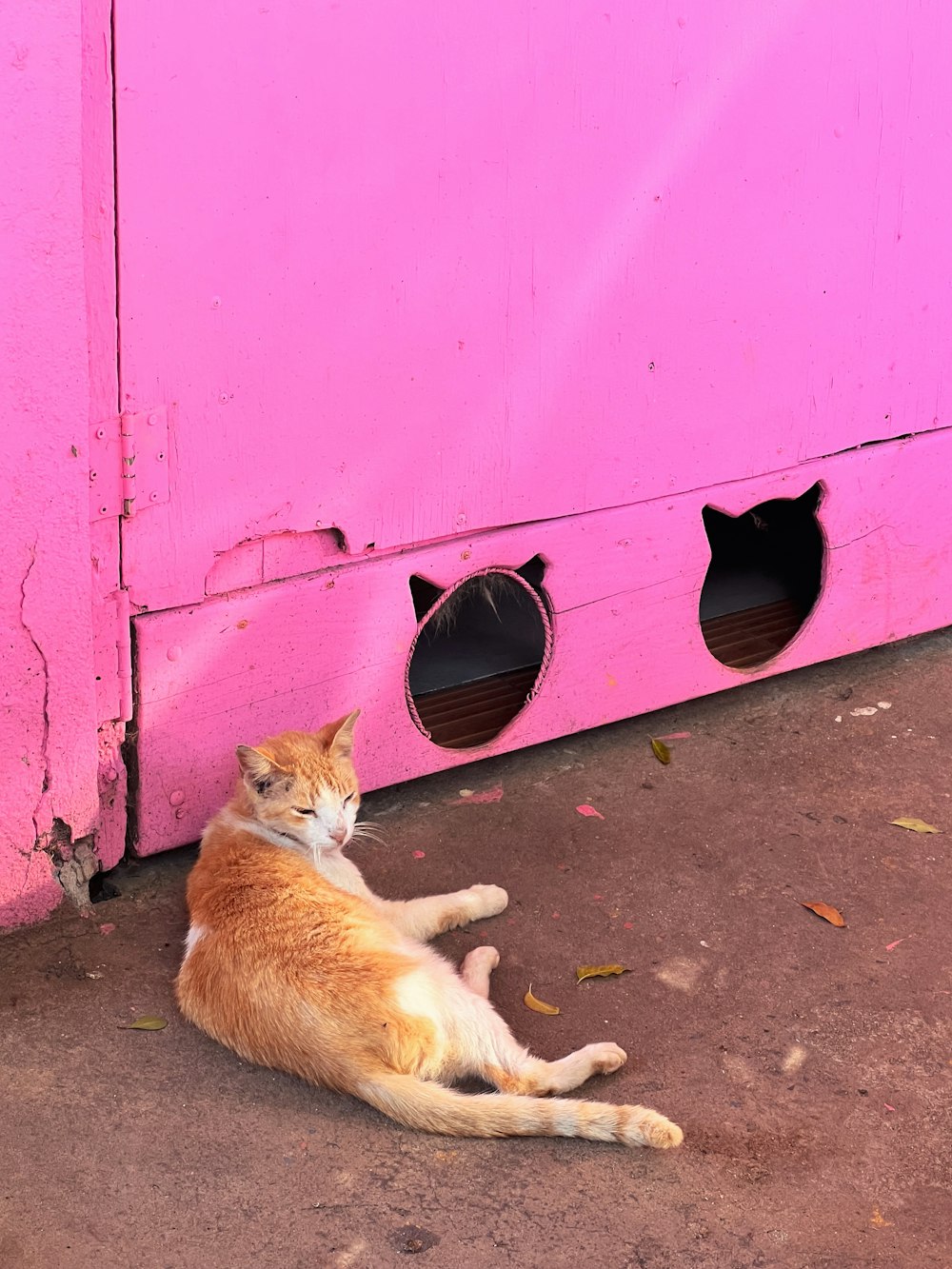 a cat laying on the ground next to a pink door