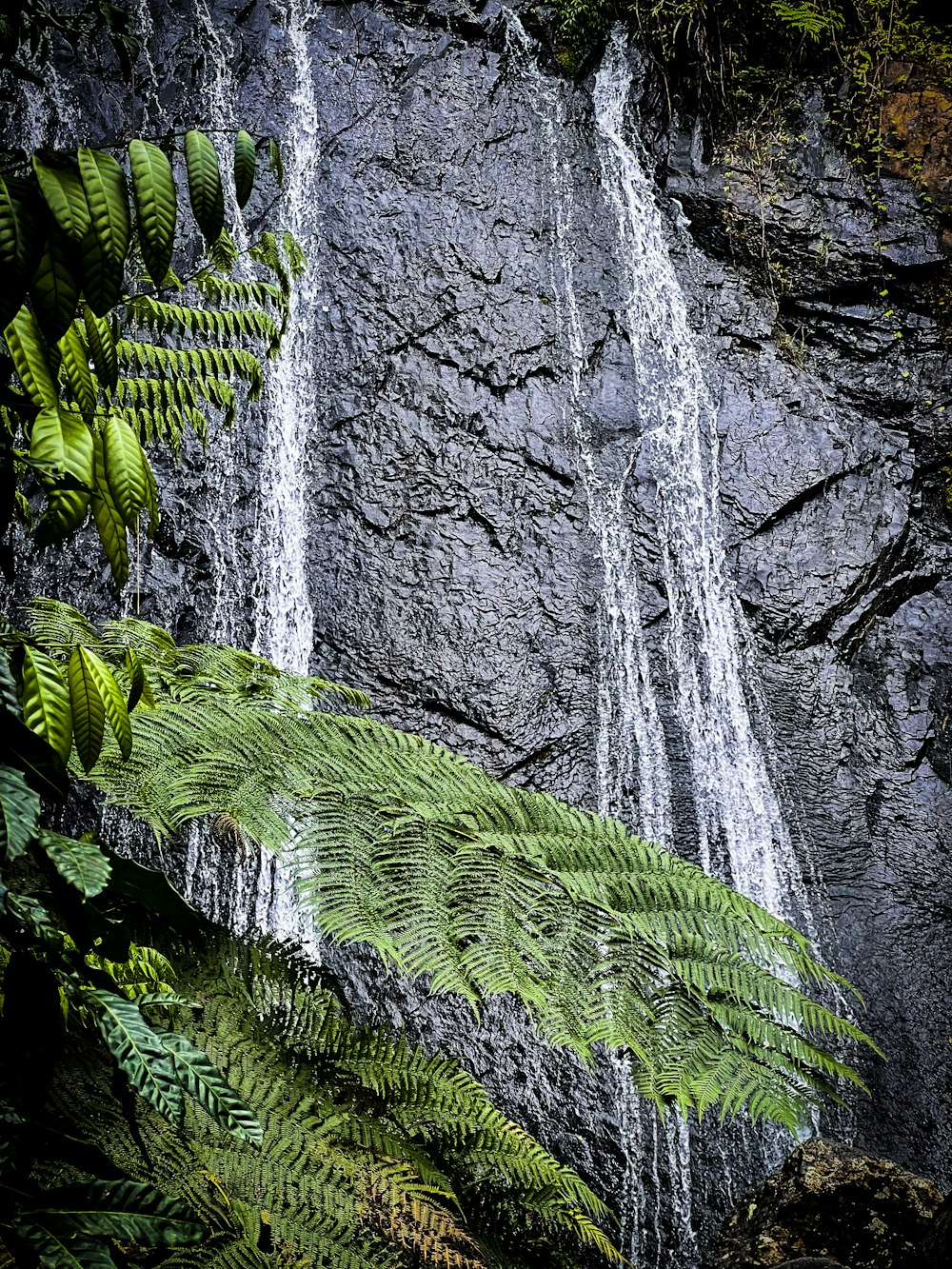 a lush green plant sitting in front of a waterfall