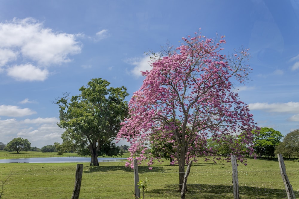 a tree in a field with a lake in the background