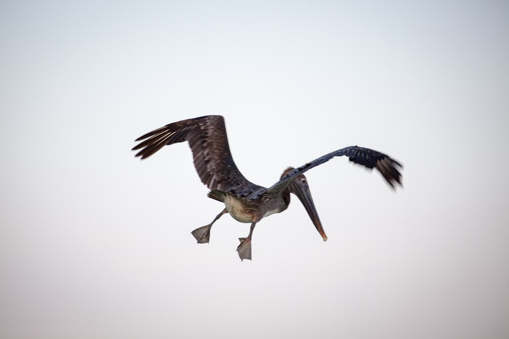 a bird flying through the air with a fish in it's mouth