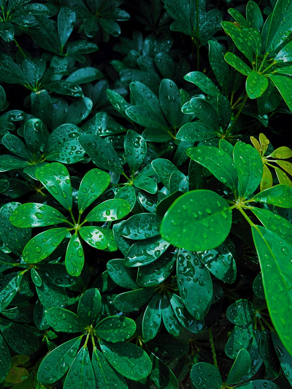 a bunch of green leaves with water droplets on them