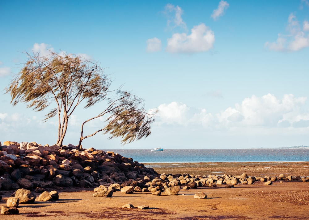 a tree leaning over a pile of rocks on a beach