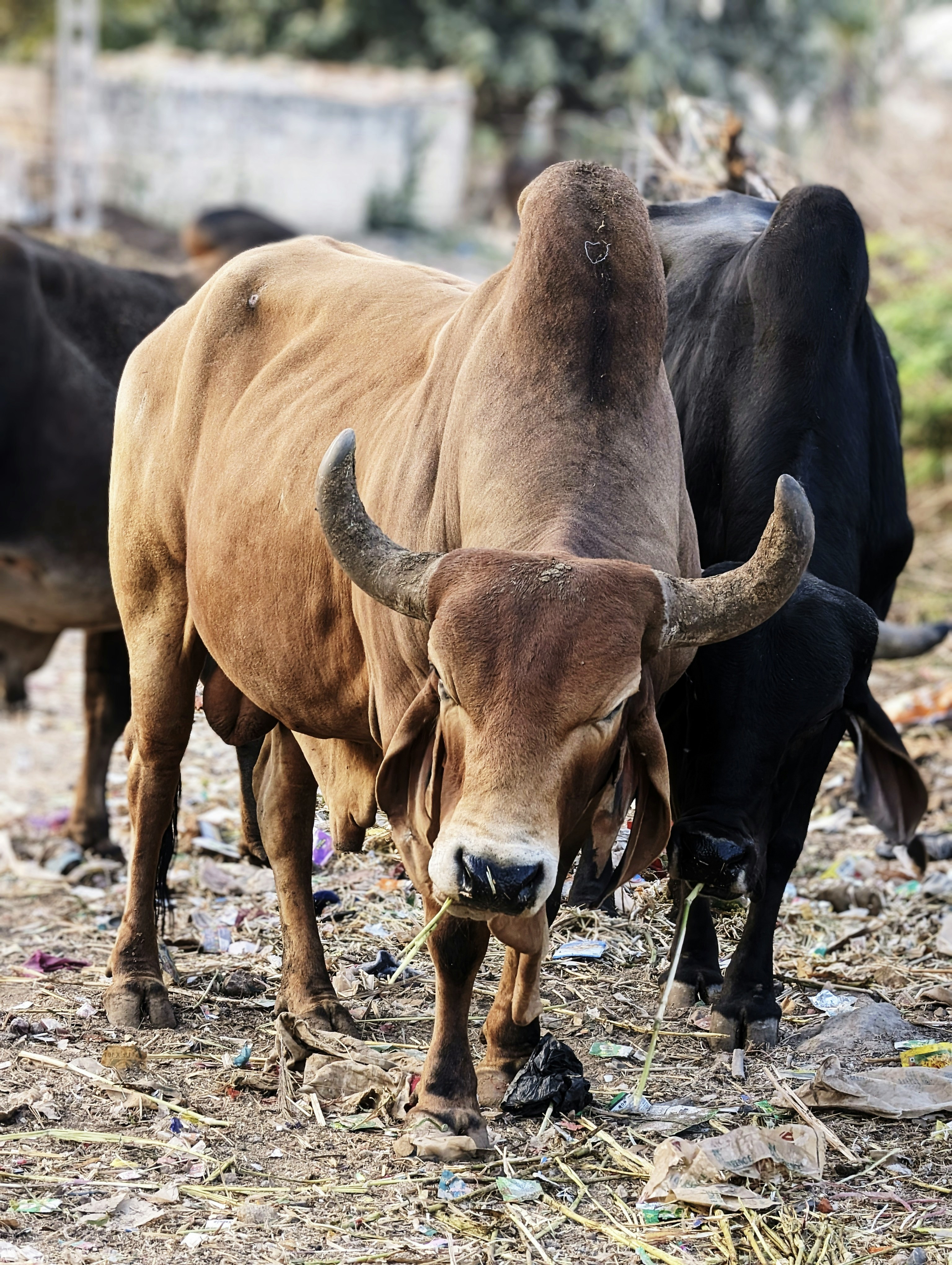 Una mucca marrone con grandi corna in piedi di fronte a un negozio foto –  Immagine gratis di Vacca su Unsplash, image size:3000x3984
