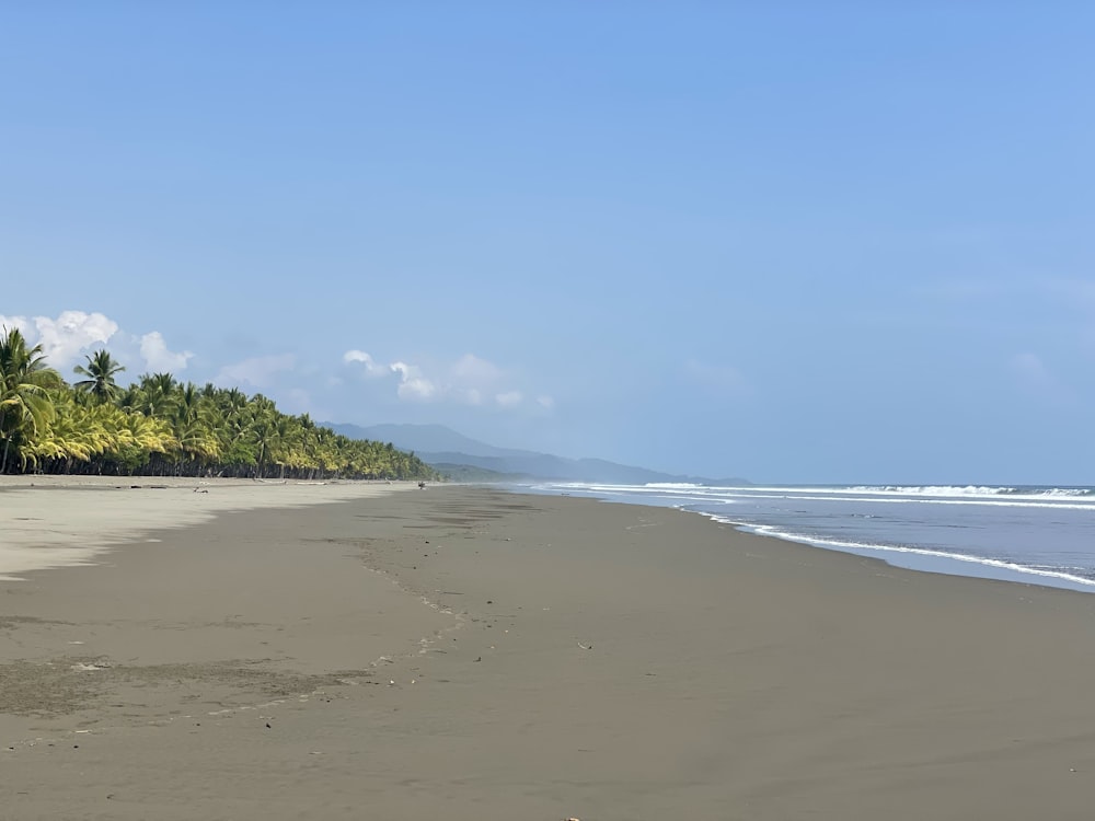 a sandy beach with palm trees on a clear day