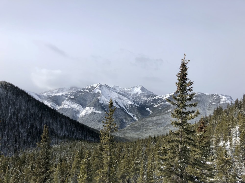 a view of a mountain range with trees in the foreground