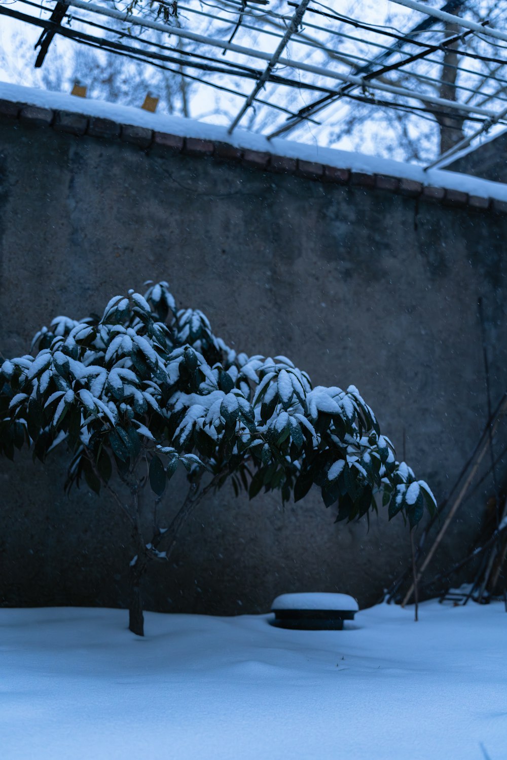 a small tree covered in snow next to a building