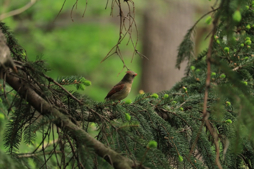 a small bird perched on a branch of a tree