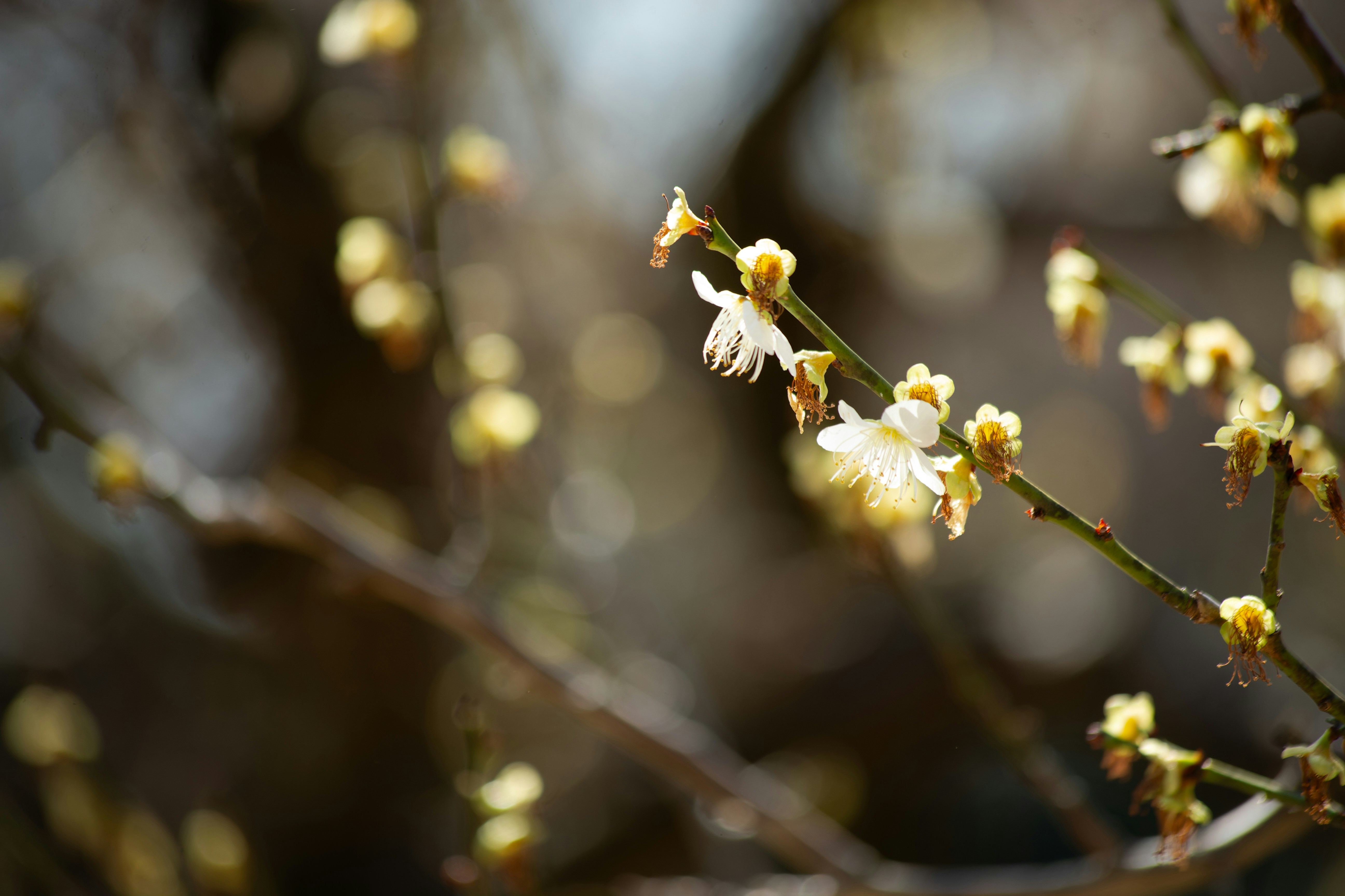 Photo by takatsuchida