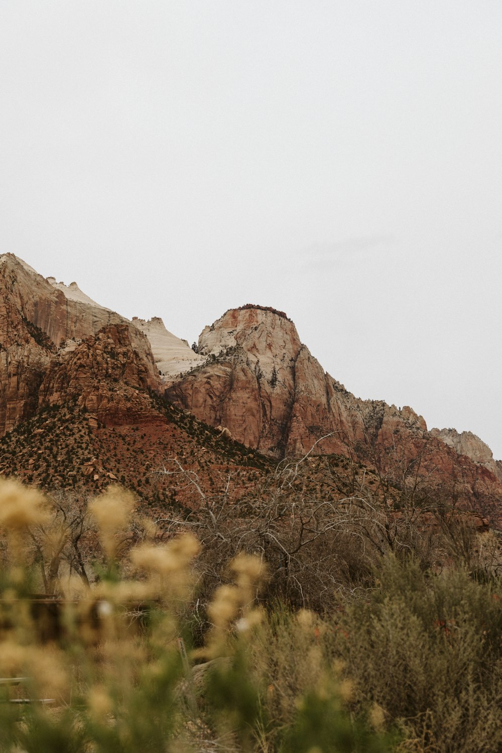 a mountain with a few trees and bushes in front of it