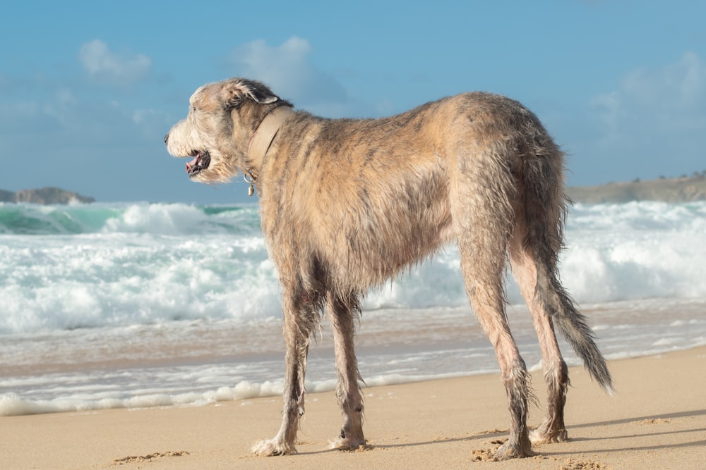 a dog standing on a beach next to the ocean