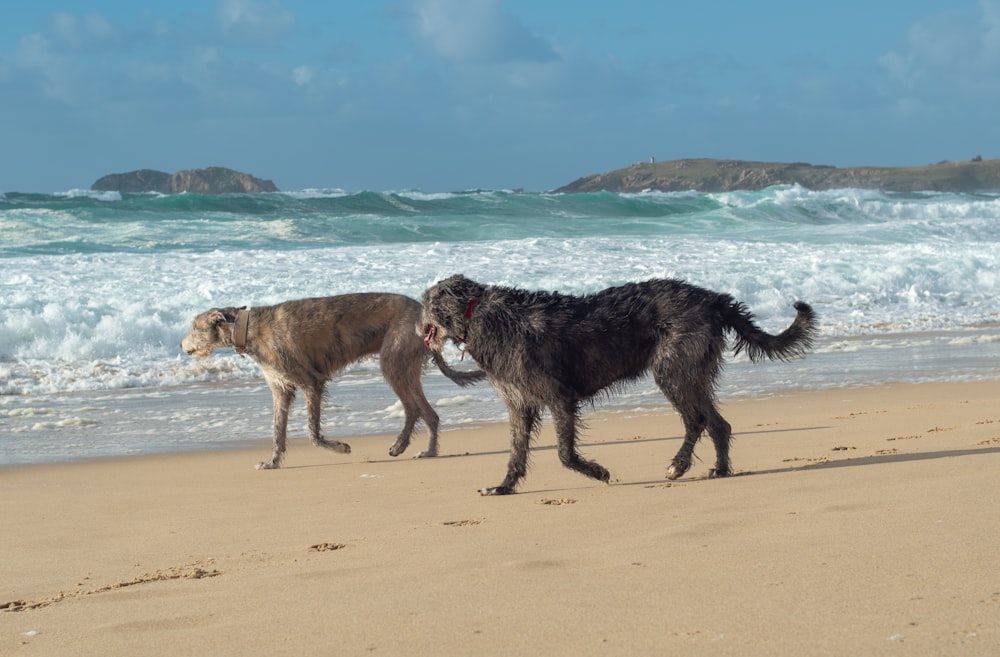 two dogs walking on a beach next to the ocean