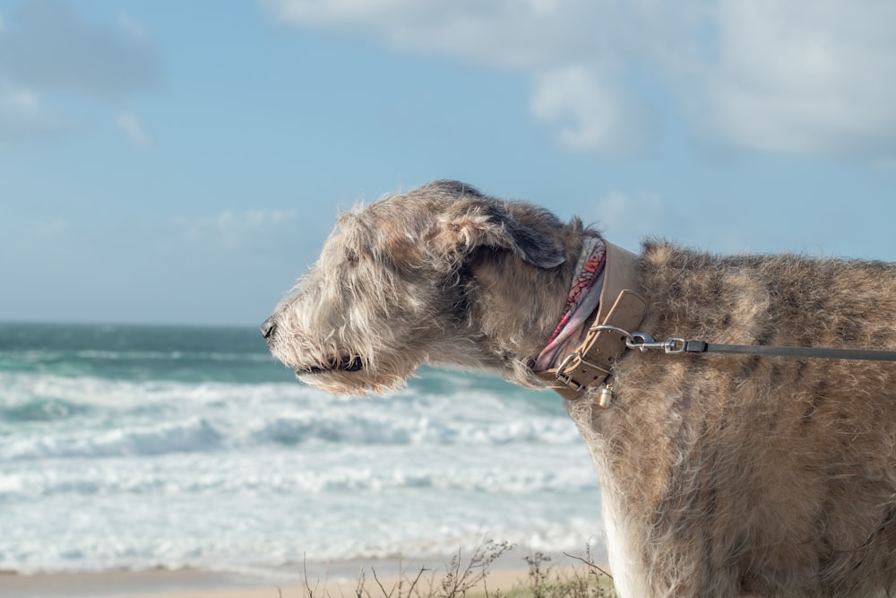 a dog on a leash on the beach