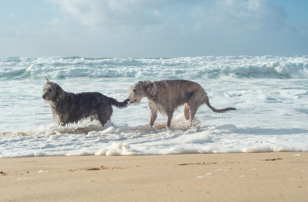 two dogs playing in the surf at the beach