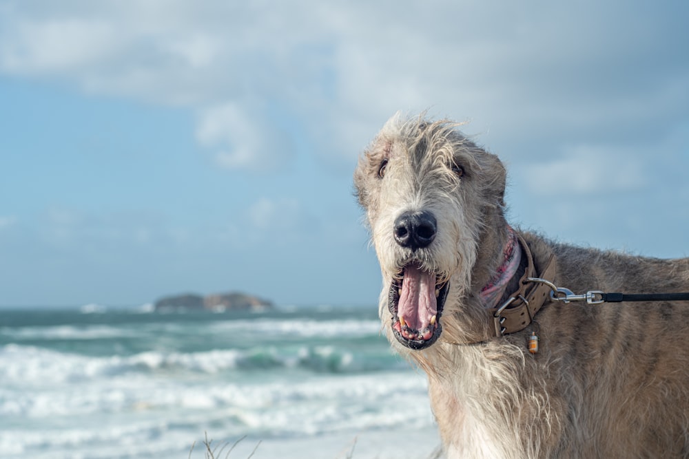 a dog on a leash standing on the beach