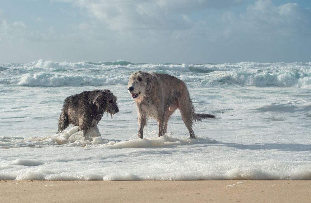 two dogs playing in the surf at the beach