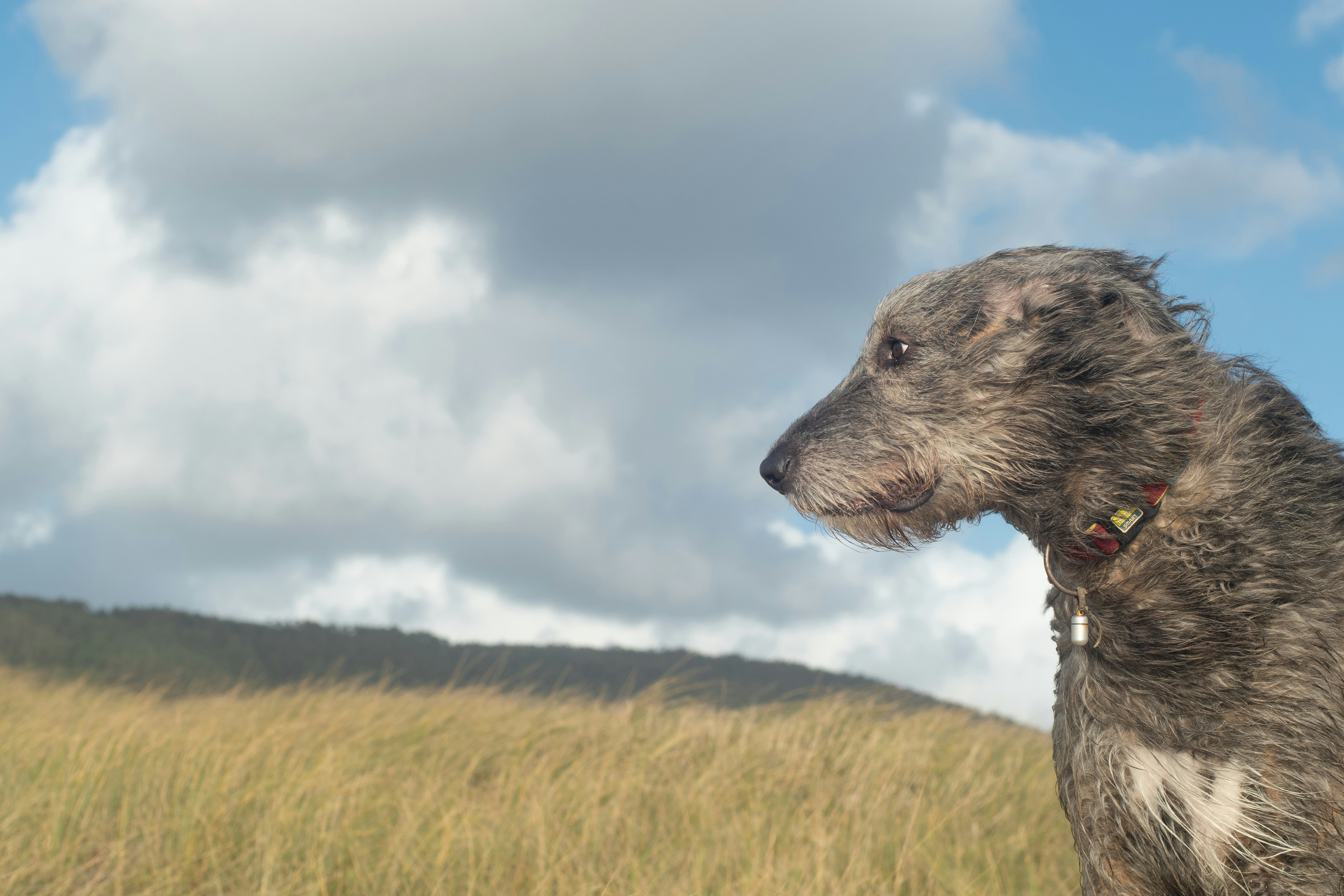 a dog standing in a field of tall grass