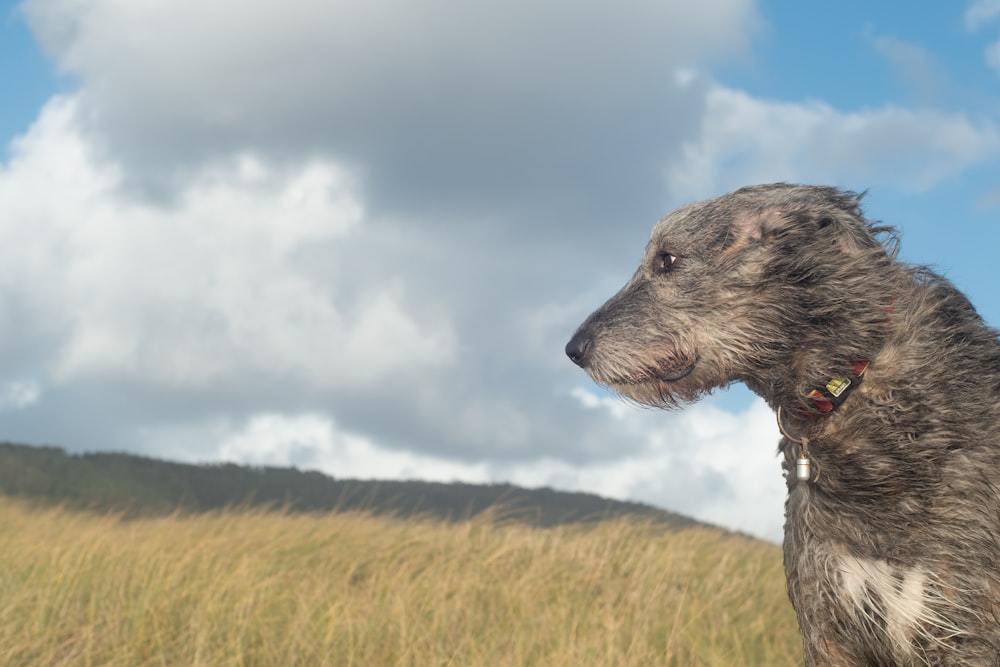 a dog standing in a field of tall grass