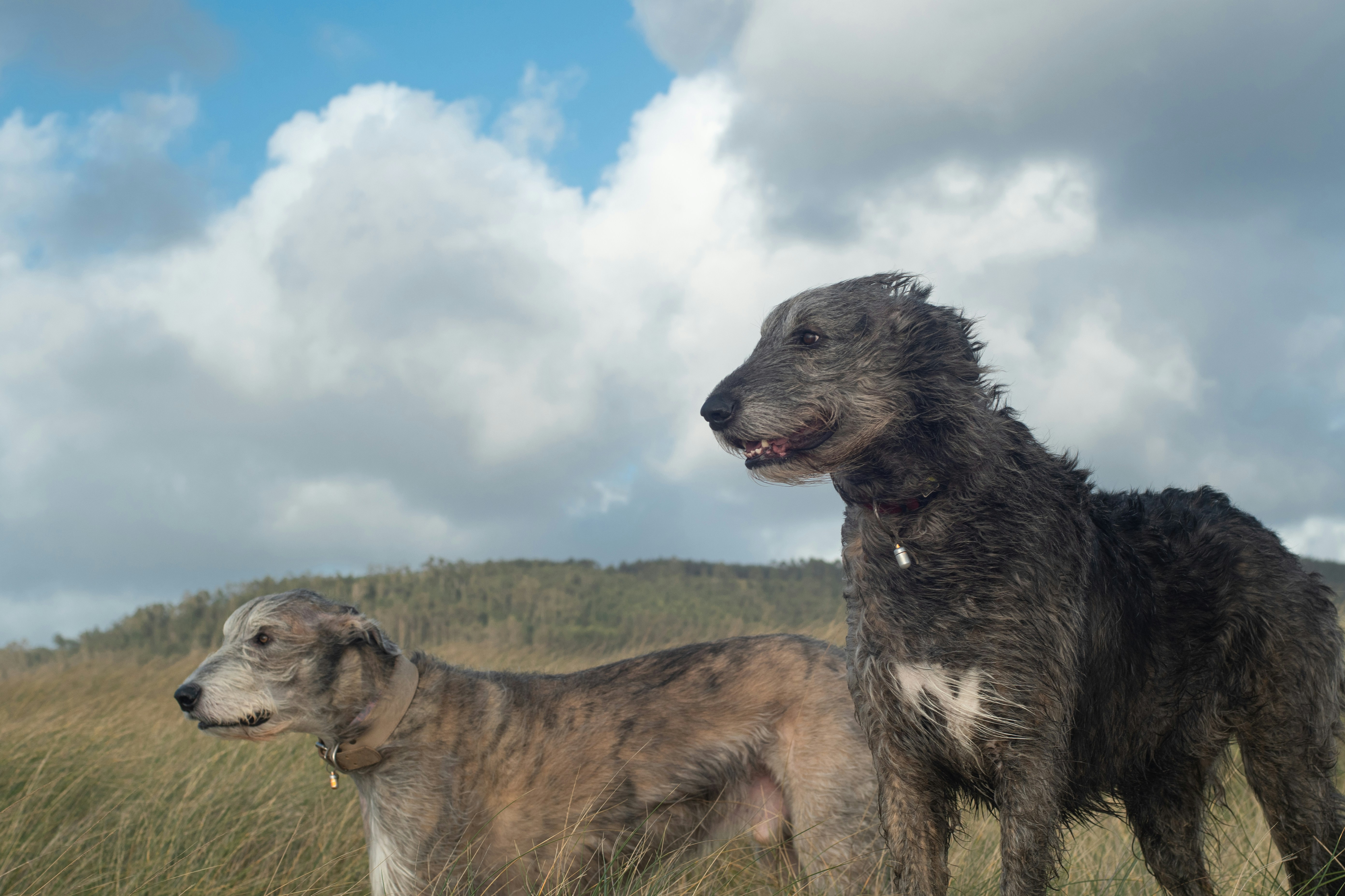 a couple of dogs standing on top of a grass covered field
