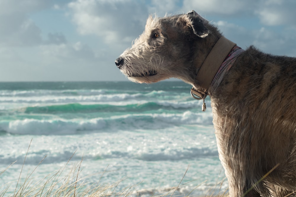 a dog standing on top of a sandy beach next to the ocean