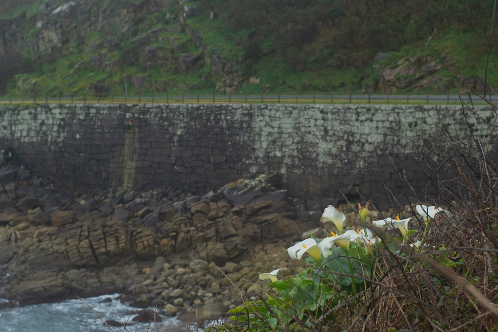 a sheep standing on the side of a road next to the ocean