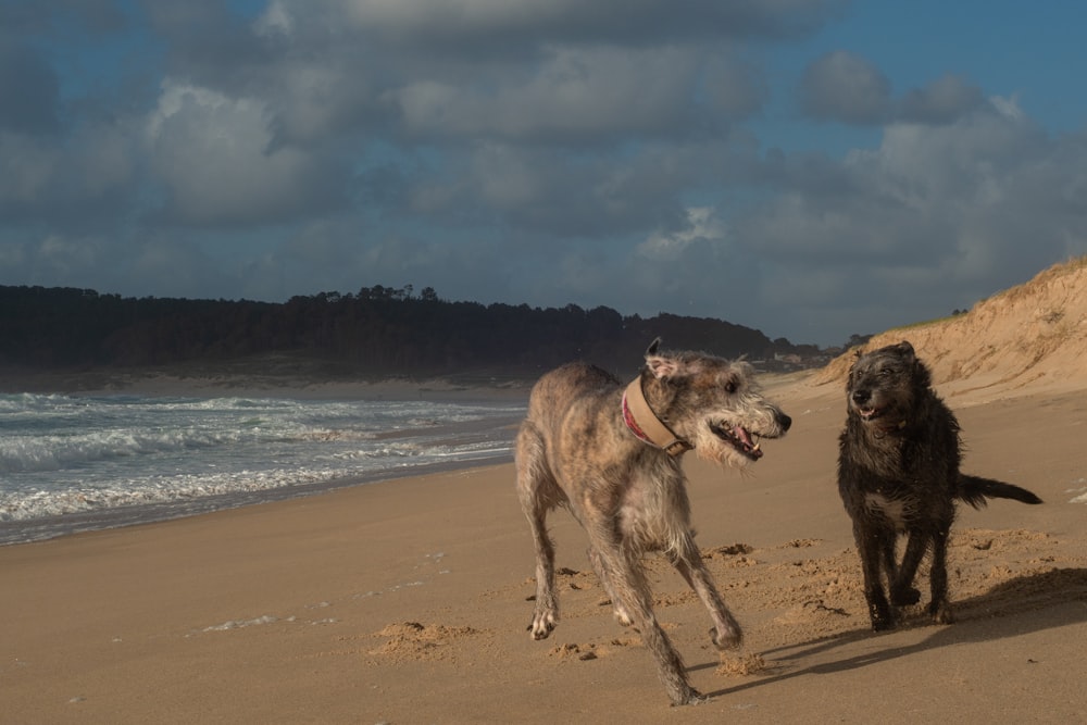 two dogs running on a beach near the ocean