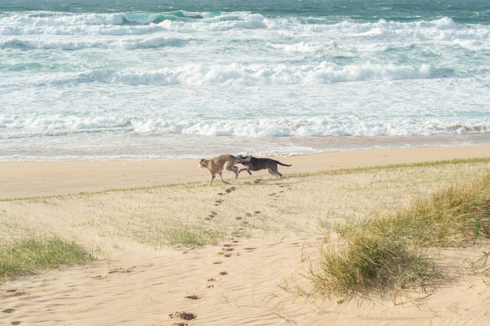 a dog walking along a sandy beach next to the ocean