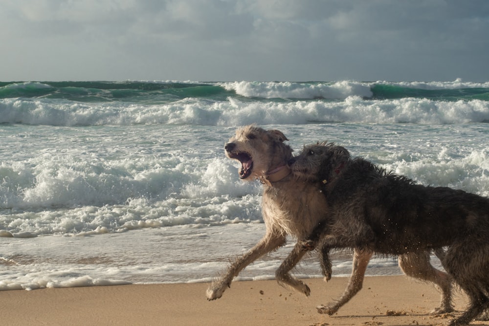 two dogs running on a beach near the ocean