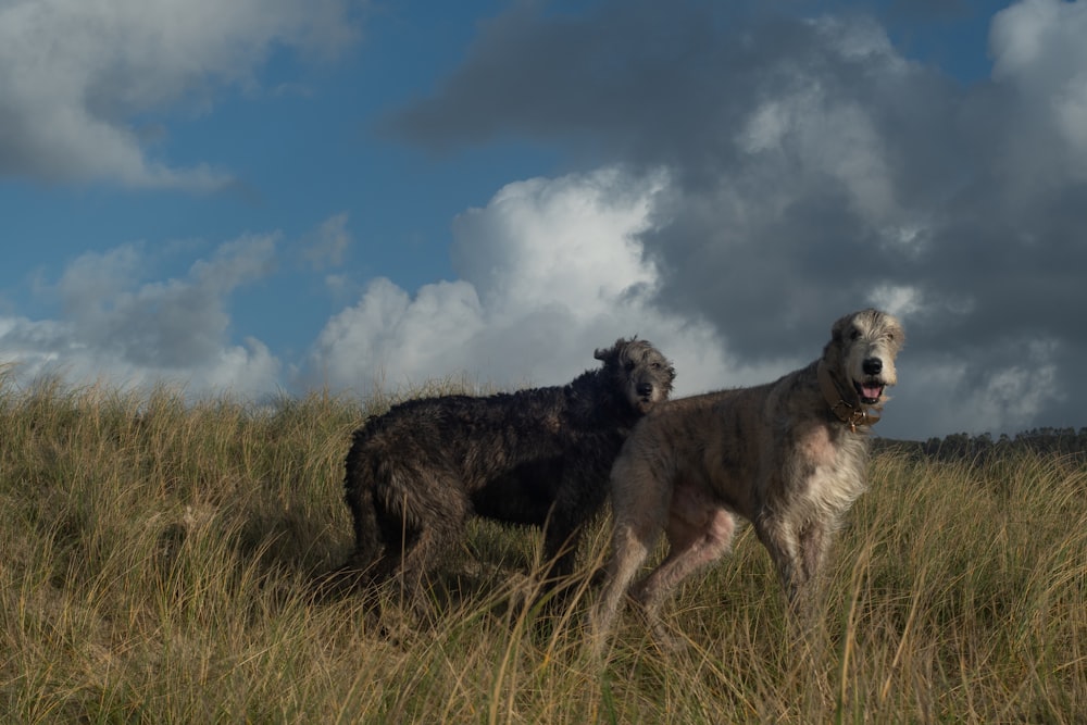 a couple of dogs that are standing in the grass