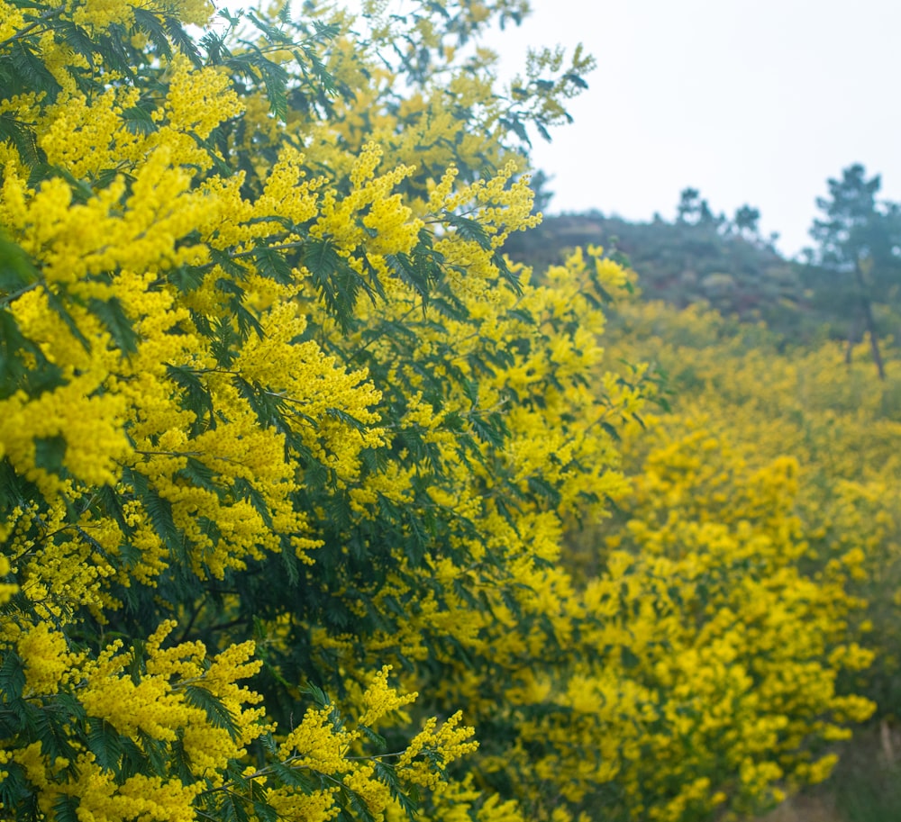 a field full of yellow flowers next to a forest