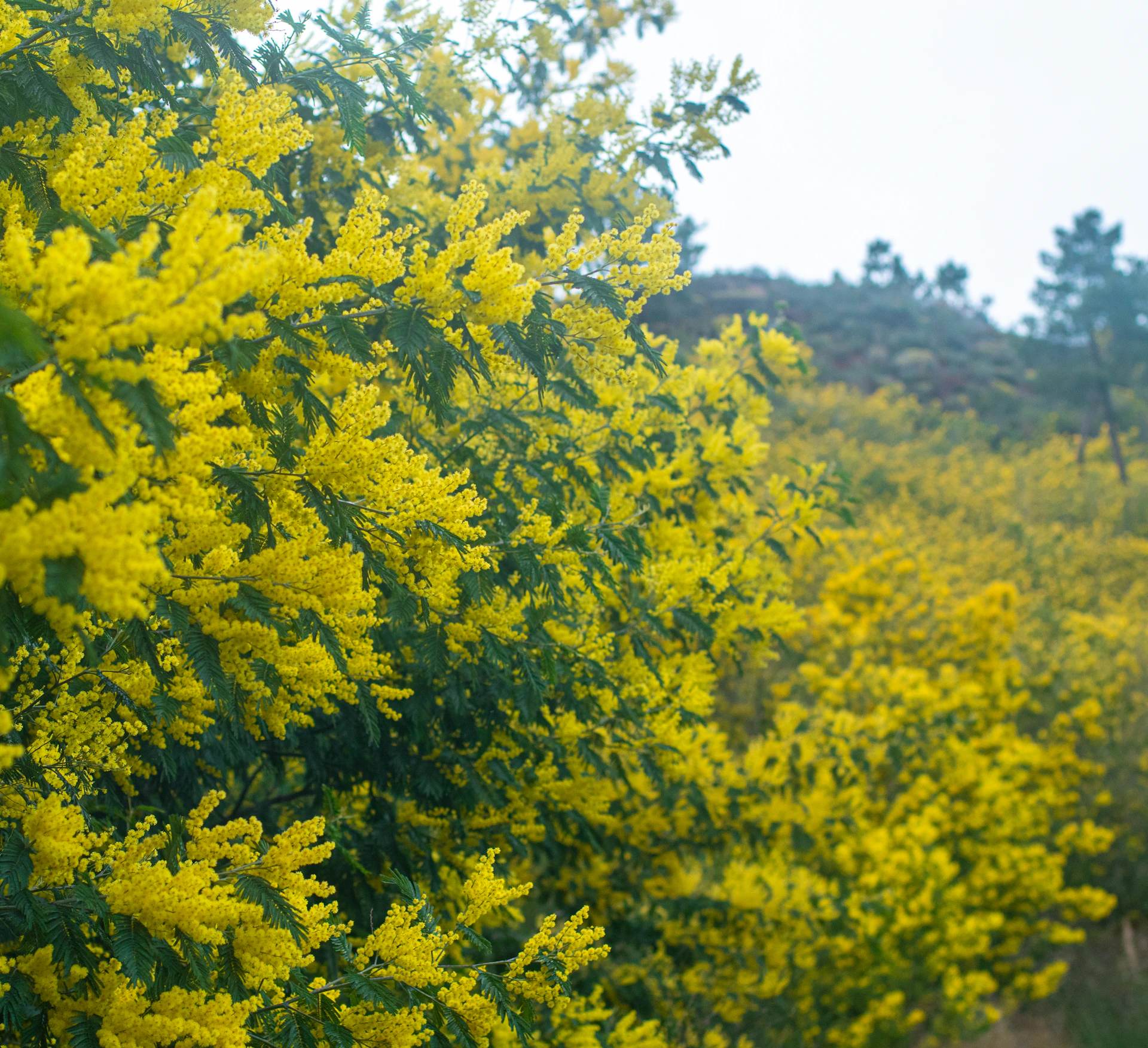 a field full of yellow flowers next to a forest