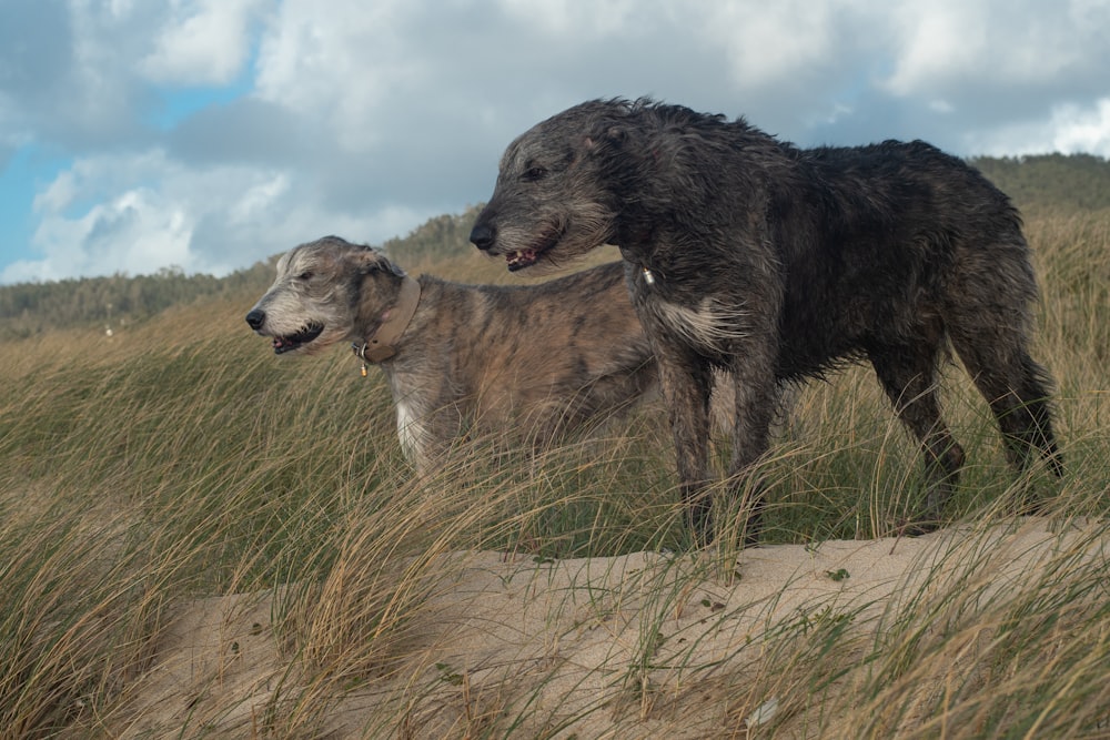 a couple of dogs standing on top of a sandy beach