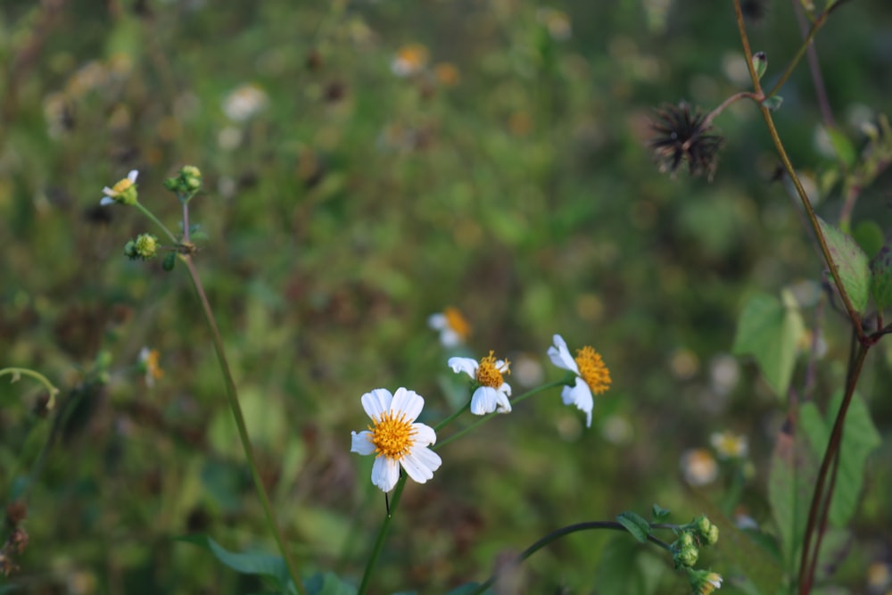 a group of white and yellow flowers in a field