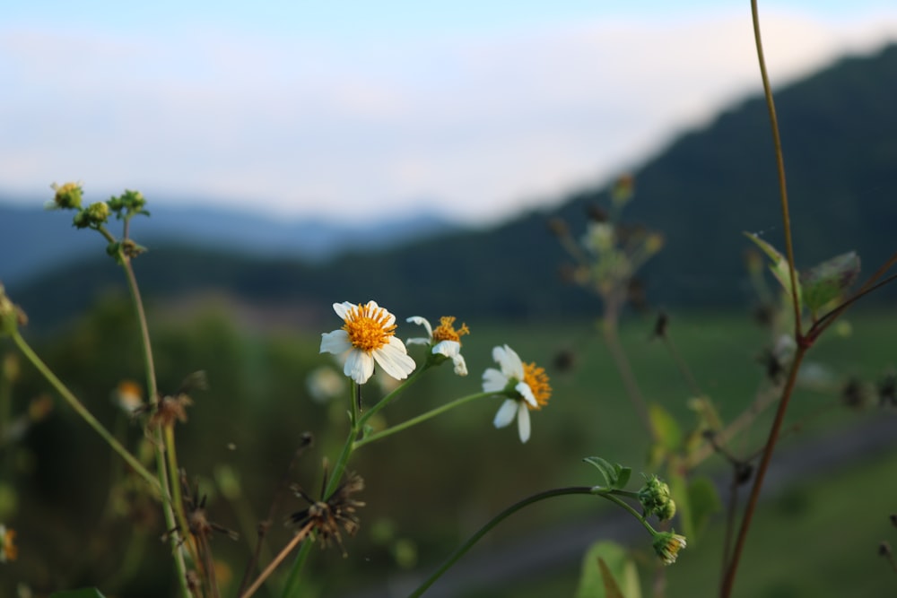 a close up of a flower with a mountain in the background