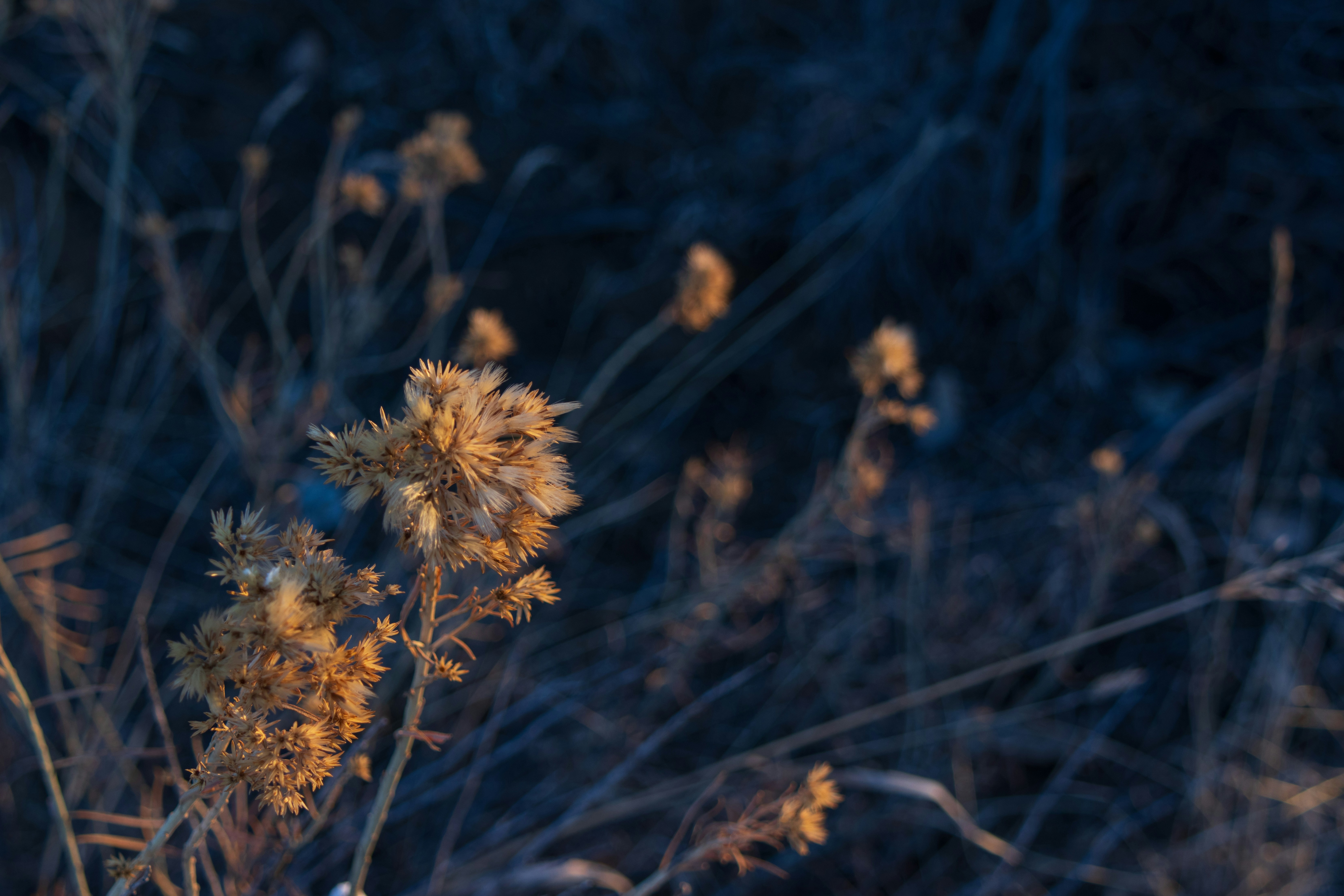 Photo by brandonstoll