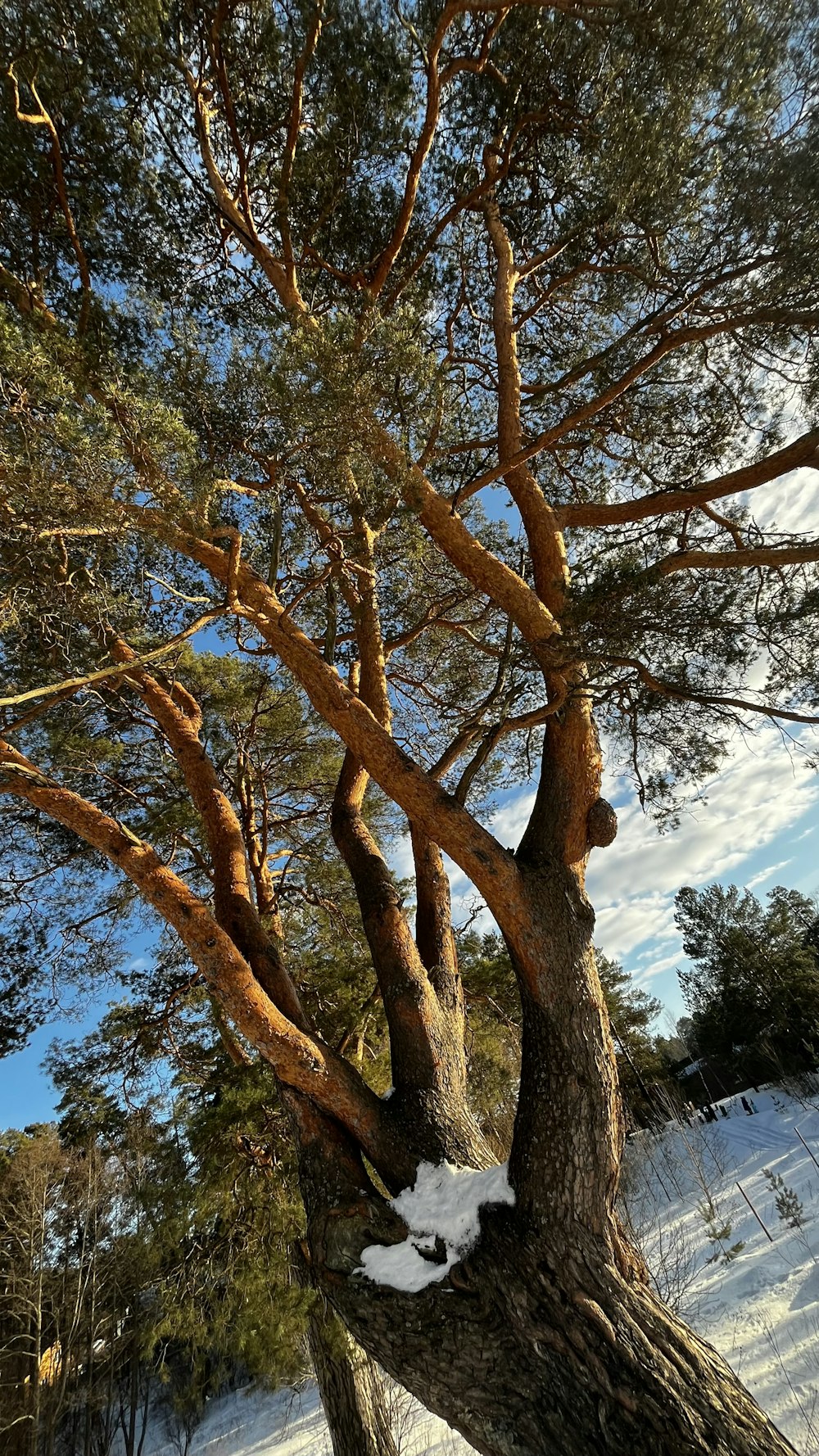 a large tree with snow on the ground