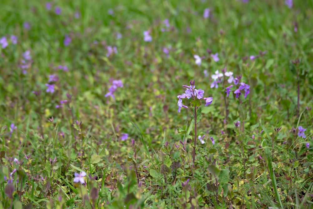 a field of purple and white flowers in the grass