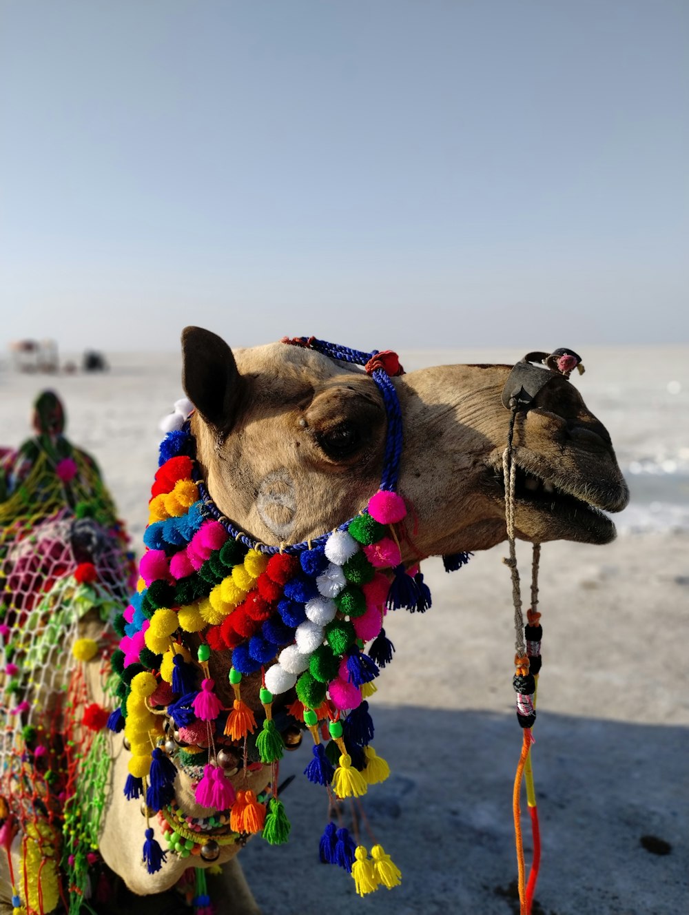 a close up of a camel on a beach