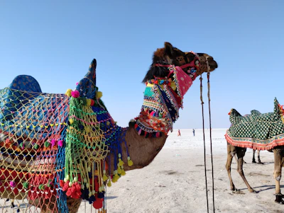 a couple of camels that are standing in the sand