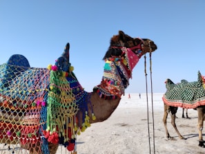 a couple of camels that are standing in the sand