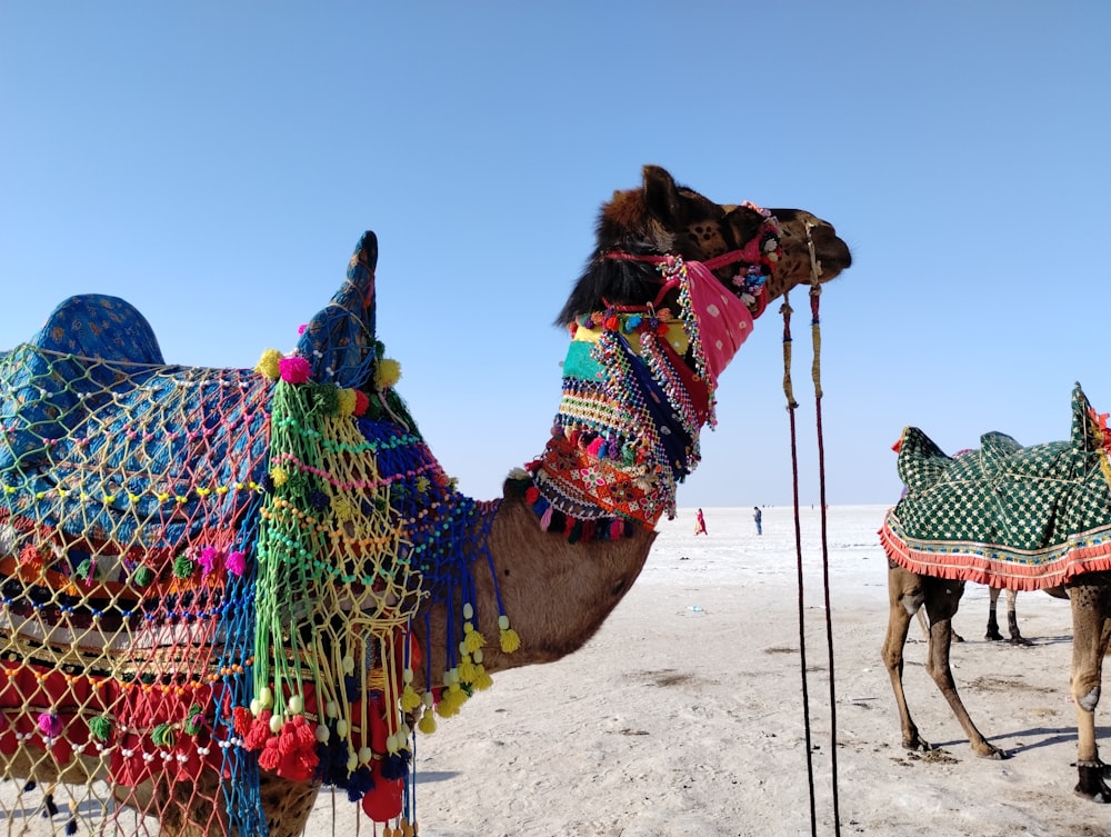 um par de camelos que estão de pé na areia