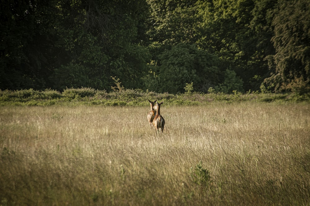 a horse standing in a field of tall grass